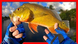 Peacock Bass Fishing New Spots In West Palm Beach Florida.