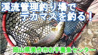 岡山県美作市右手養魚センターでデカマスを釣る！