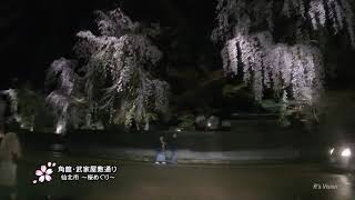 【車載動画】角館 武家屋敷通り・夜桜