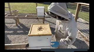 November 2021 Beekeeping Tips