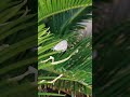 The Plains Cupid or Cycad Blue Butterfly (Luthrodes pandava) on Cycus Plant