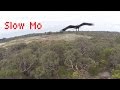 (Slow-Mo) 2m Wedge-Tailed Eagle takes down Drone - Australia (Eagle is Fine)