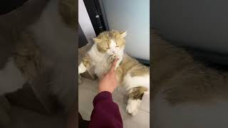 小猫咪不要太会了…… 这是我的小猪猫 猫猫就是小宝宝啊 这一小坨猫谁受得了