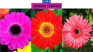 Gerbera Varieties A to Z