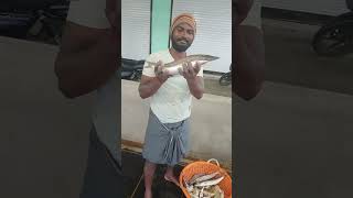 🐟டேஸ்ட் ஆன ஷீலா மீன் 🐟