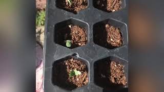 Harvesting and Saving Dill Seeds