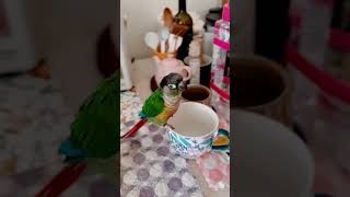 喜歡用杯子喝水的阿法 #pet #parrot #小太陽鸚鵡 #iphone14pro #conure #鳥寶