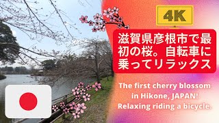 🌸滋賀県彦根市で最初の桜🌸自転車に乗る🌸The first cherry-blossom viewing in Hikone City, Japan 🌸HANAMI in 2022/03/30! 🌸