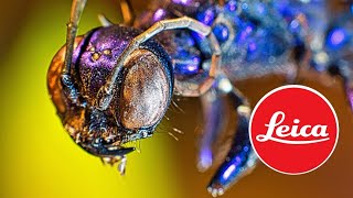 Macro Photography | Nikon or Leica or Canon Camera Lens | Class 425