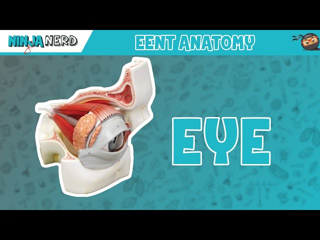 Special Senses Eye Anatomy With Extraocular Muscles Model 45 Off