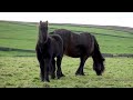 2 hours of amazing horses from around the world relaxing music and stress relief