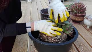 대품 분갈이 하는 방법~How to repot a large succulent plant~