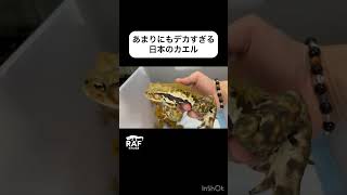 あまりにもデカすぎる日本のカエルがこちら🐸 #両生類 #rafちゃんねる #爬虫類 #reptiles #カエル