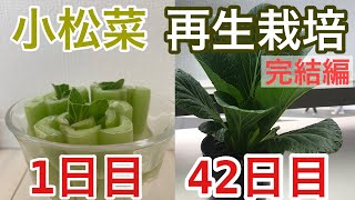 【再生栽培】スーパーの小松菜を再生栽培する方法‼︎食べられない根っこを再利用【リポベジ】