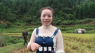 小婷家冒雨收稻谷，收割机要价180元一亩，小婷直呼太贵了