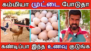 கோழிகள் அதிகமாக முட்டை போடுவதற்கு கண்டிப்பா இந்த உணவு குடுங்க  | TAMIL | GUNA NATTUKOZHI PANNAI