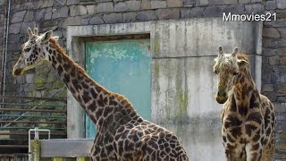 Masai Giraffe 久しぶりの同居　ユウマとナナコ (円山動物園マサイキリン)