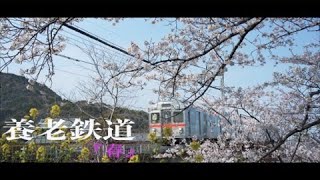 養老鉄道『春』【SONYα7III/Nokton40mmF1.2Aspherical/Pilotfly Adventurer】