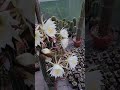 This cactus is going crazy with flowers!!! Trichocereus arboricola.