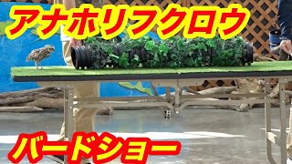 バードショー🌺アナホリフクロウ★ひのちゃん★掛川花鳥園★Burrowing Owl★