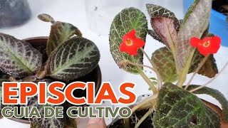 episcias cuidados y reproducción CHUYITO JARDINERO