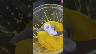 pickering emulsion