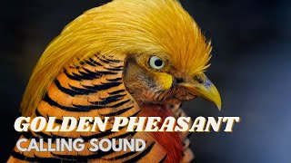 Golden Pheasant Calling Sound