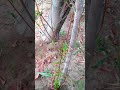 Pomegranate🌲Tree Fruiting .#nature #shortvideo #shorts #trending #short #garden #pomegranate #new