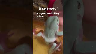 A frog that can't swim ❤︎泳げないカエル🐸#frog #かえる #カエル #イエアメガエル #癒し #泳ぐ #水泳 #アマガエル