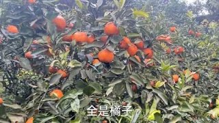 成熟掉落到地上，一分钱不花往好的挑，甜甜的粘嘴