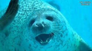 アザラシのイベントがおもしろい / 名古屋港水族館【プチハプニングあり】