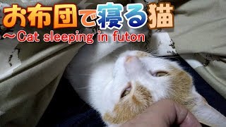 お布団で寝る猫～Cat sleeping in futon