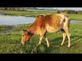 Cow grass eating ang satisfying video | Cow farm video