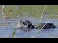 little grebe catches a large dragonfly zwergtaucher fängt eine grosse libelle