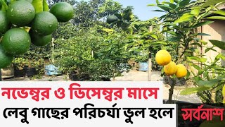 নভেম্বর ও ডিসেম্বর মাসে লেবু গাছের পরিচর্যা। citrus tree care in November to December.