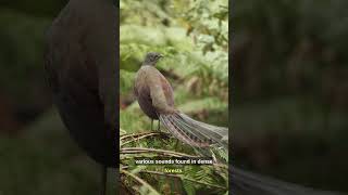 Nature's Maestro: The Superb Lyrebird's Incredible Mimicry!