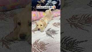 Uyi amma uyi amma || Labra Coco || #doglover #shortsfeed #shorts #shortvideo #labrador #puppy #dog