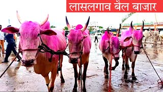 लासलगाव बैल बाजार | Lasalgaon Bail Bajar