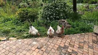 【鶏日記】クロとシロ頑張れ！#鶏#鶏日記#ニワトリ#にわとり#poules#hens