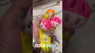 シロハラインコ華ちゃん🐥（端午の節句🎏📣🙋‍♂️👣💨🏀⭕️👅）