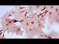 日本百年經典童謠~花~（中日字幕)