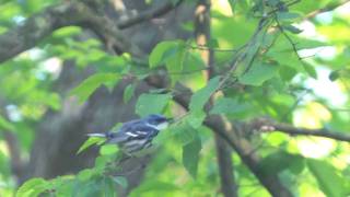 Cerulean Warbler