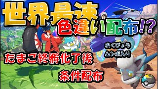 【ポケモンSV】拡張情報おめでとう♪国際孵化色違い厳選　ヒスイゾロア　１～　１日目