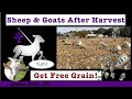 Grazing Sheep and Goats on Harvested Corn and Bean Fields:  Free Grain!