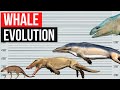 Whale Evolution | In 2 minutes