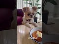 パン食べたすぎてキレる犬