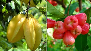 15 Deadliest Fruits You Didn’t Know Could Kill You