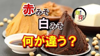 ◆知っ得◆雑学　赤みそと白みその原料は同じ～赤みそ白みその作り方の違い