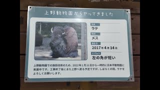 【上野動物園から一時的に来園中】アメリカバイソン（ラテ）@日本平動物園20220413