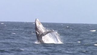 6.8.16 Blue Whale \u0026 Breaching Humpback Whale